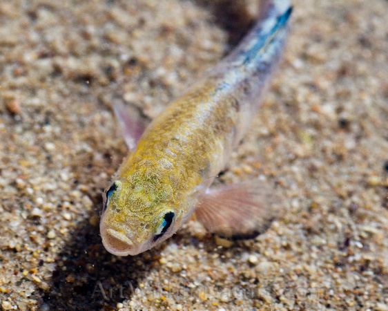 Death Valley pupfish Death Valley pupfish photo and wallpaper Cute Death Valley pupfish