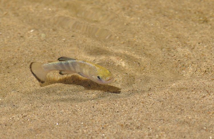 Death Valley pupfish Death Valley pupfish swims photo and wallpaper Cute Death Valley