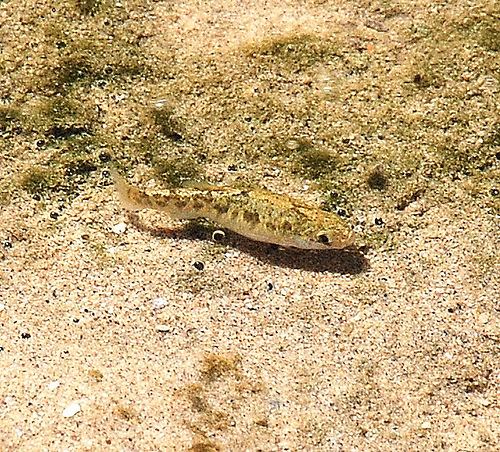 Death Valley pupfish California Fish Species California Fish Website