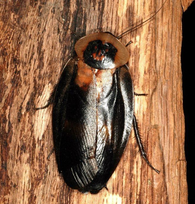 Death's head cockroach httpsuploadwikimediaorgwikipediacommonsdd
