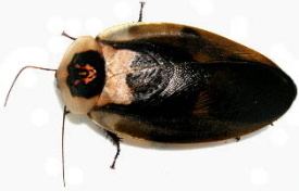 Death's head cockroach Buy Blaberus craniifer Death39s Head Cockroach