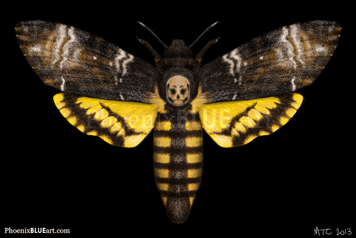 Death's-head hawkmoth Deaths Head Hawk Moth info