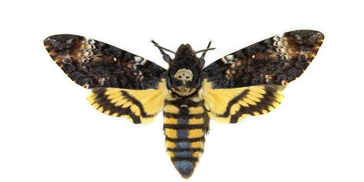 Death's-head hawkmoth BBC Earth The sinister moth from Silence of the Lambs can squeak