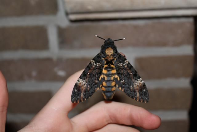 Death's-head hawkmoth 12 Facts About the Death39sHead Hawkmoth Mental Floss