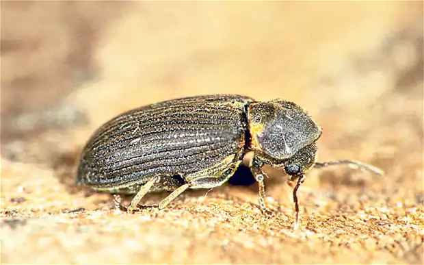 Deathwatch beetle How can I get rid of deathwatch beetle Telegraph