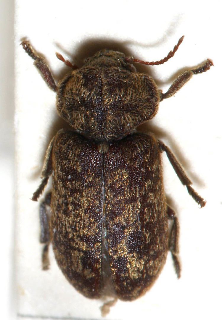 Deathwatch beetle httpsuploadwikimediaorgwikipediacommonsff