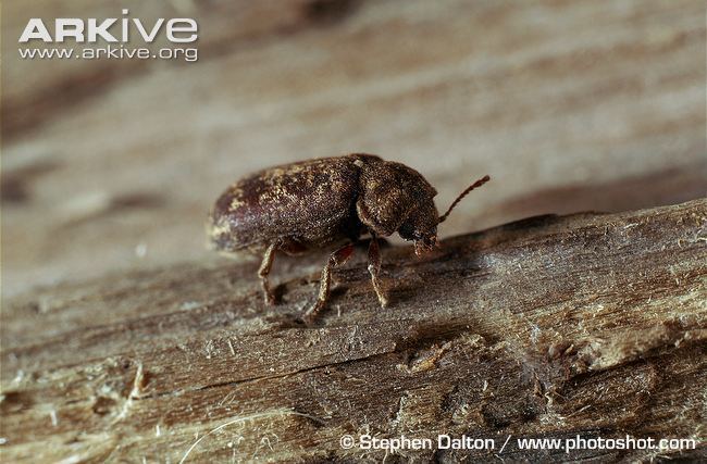 Deathwatch beetle Death watch beetle photo Xestobium rufovillosum A15328 ARKive