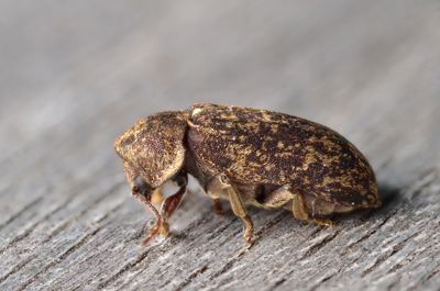 Deathwatch beetle Should we fear the deathwatch beetle Country Life