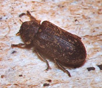 Deathwatch beetle deathwatch beetle insect Britannicacom