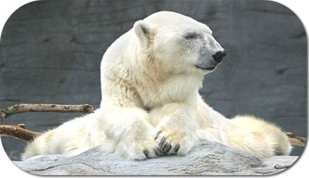 Debby (polar bear) Debby the Polar Bear
