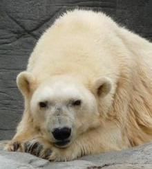 Debby (polar bear) httpsuploadwikimediaorgwikipediaen11dDeb