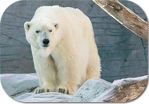 Debby (polar bear) Debby the Polar Bear