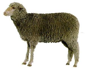 Debouillet (sheep) wwwansiokstateedubreedssheepdebouilletdebou