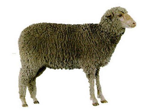 Debouillet (sheep) 4682jpg
