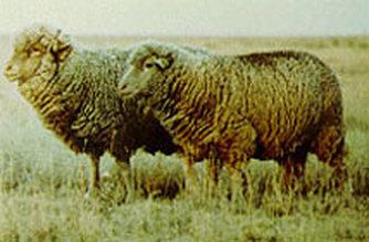 Debouillet (sheep) Debouillet Sheep Sheep Breeds Raising Sheep
