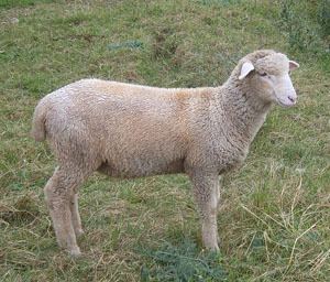 Debouillet (sheep) Debouillet Sheep 57564 DFILES