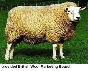 Debouillet (sheep) Sheep Breeds Veterinary Science Tv1101 with De Catsandra at James