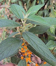 Debregeasia longifolia httpsuploadwikimediaorgwikipediacommonsthu
