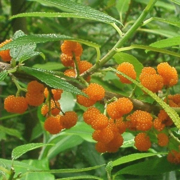 Debregeasia orientalis Debregeasia orientalis Yanagi Ichigo Plant Alsagarden
