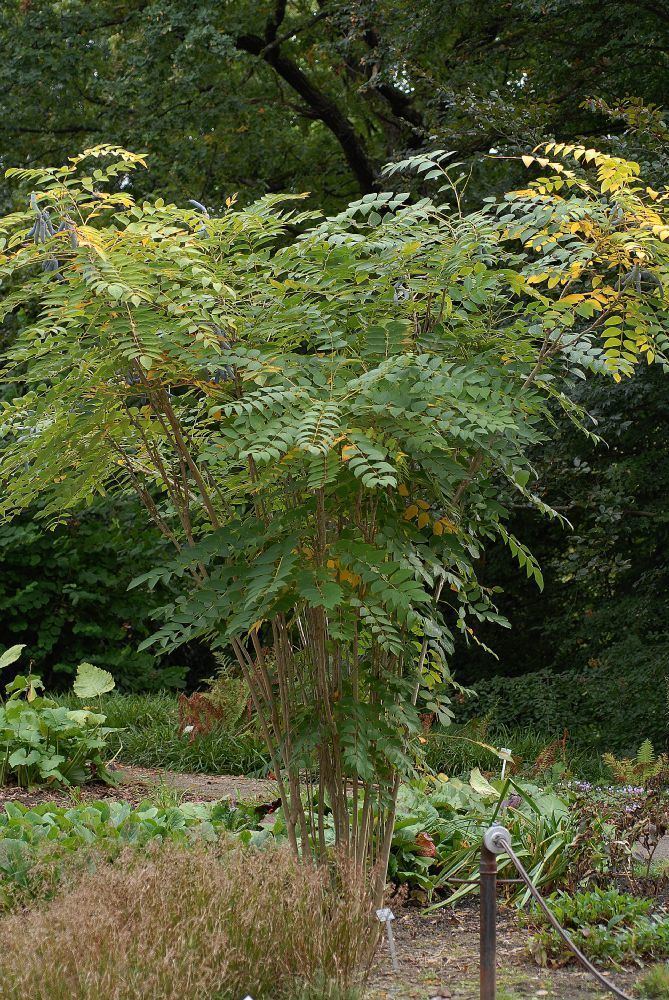 Decaisnea Decaisnea fargesii Lardizabalaceae image 25806 at PlantSystematicsorg