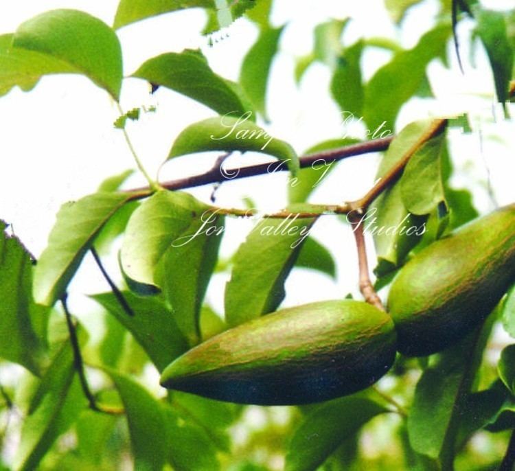 Decalepis hamiltonii eBlueJay 5 Decalepis hamiltonii Swallow Root Tree Seeds Aromatic