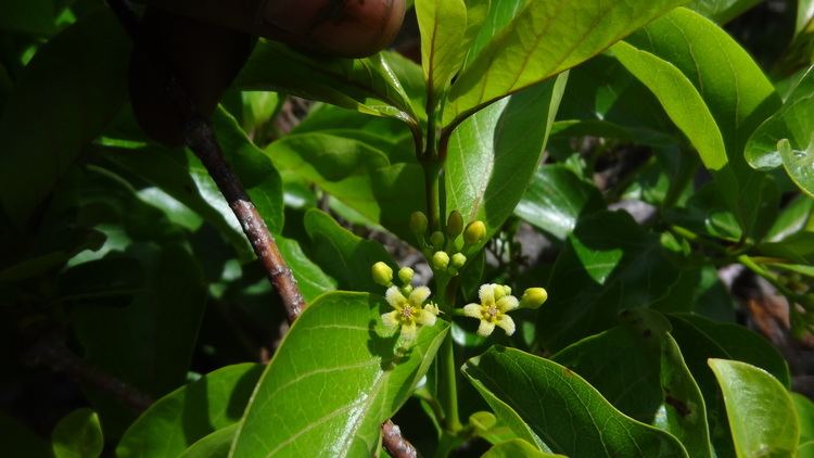 Decalepis hamiltonii Decalepis hamiltonii Wight amp Arn Species India Biodiversity Portal