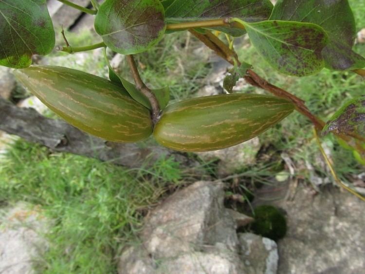 Decalepis hamiltonii Decalepis hamiltonii