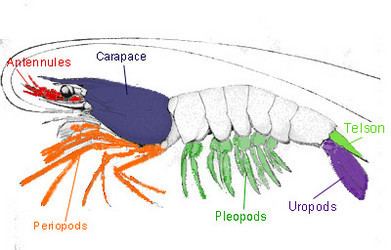 Decapoda Decapoda Investigation