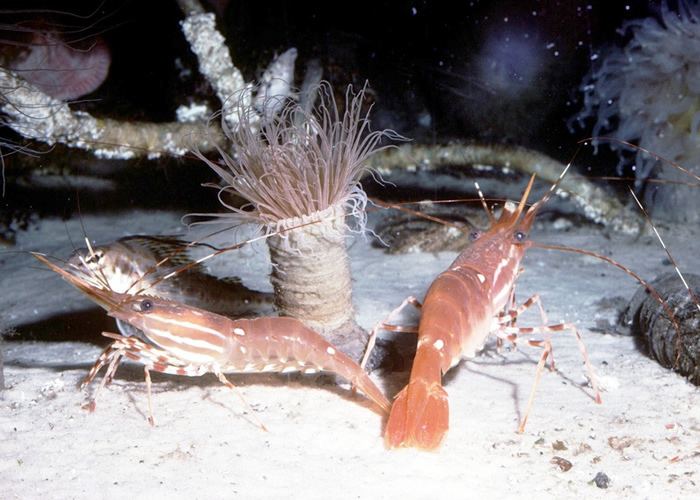 Decapoda Decapoda Crabs Shrimp Lobsters Wildlife Journal Junior