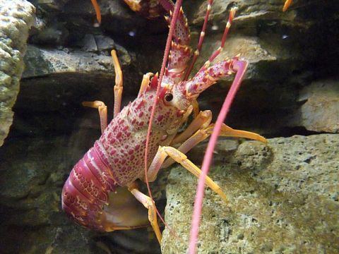 Decapoda Palaeos Arthropods Crustacea Malacostraca Decapoda