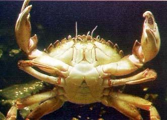 Decapoda Decapoda Crustacea British Marine Life Study Society Link Page