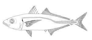 Decapterus russelli FAO Fisheries amp Aquaculture Species Fact Sheets Decapterus