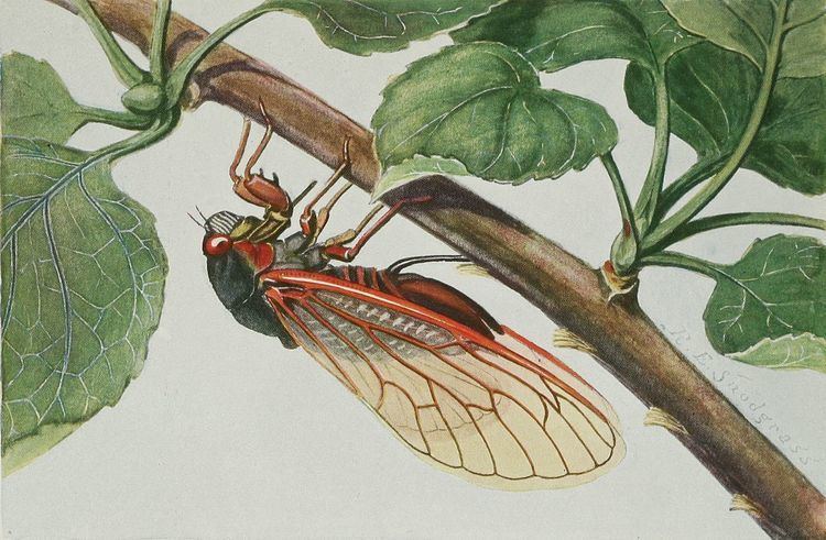 Decim periodical cicadas