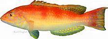 Decodon (fish) httpsuploadwikimediaorgwikipediacommonsthu