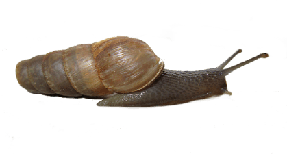 Decollate snail Decollate Snail Texas Invasive Species Institute
