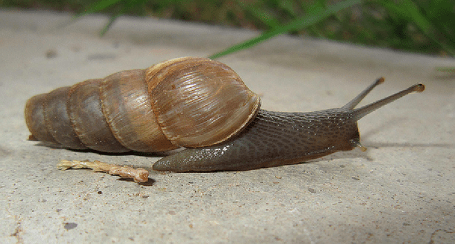 Decollate snail Snails Invade Vista After Recent Rains San Diego Reader