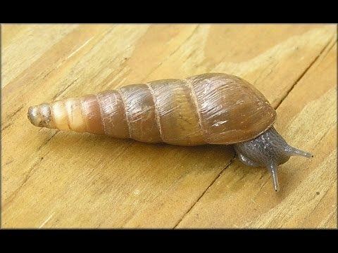 Decollate snail httpsiytimgcomviobsDiCXOA7ohqdefaultjpg