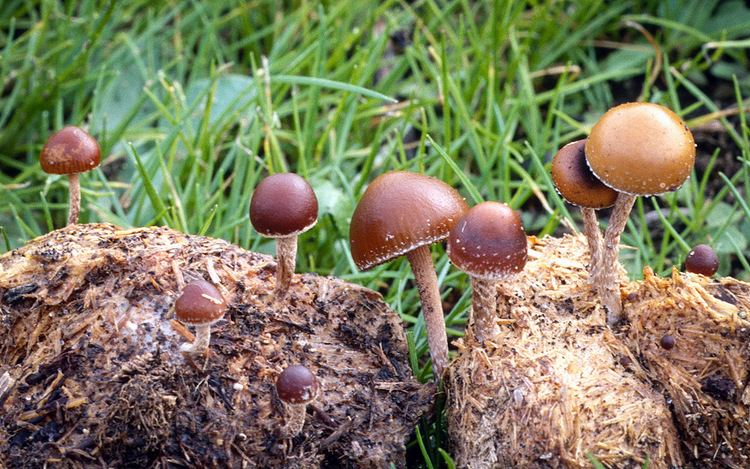 Deconica California Fungi Deconica coprophila