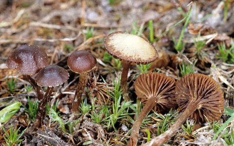 Deconica California Fungi Deconica montana