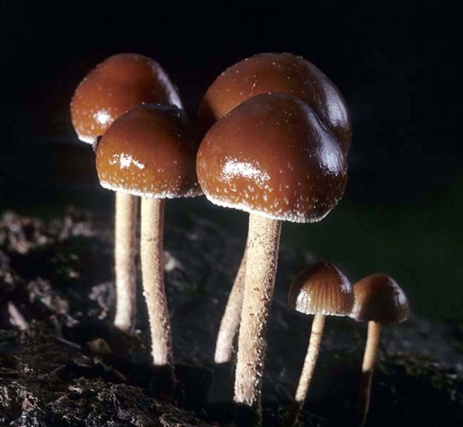 Deconica coprophila California Fungi Deconica coprophila