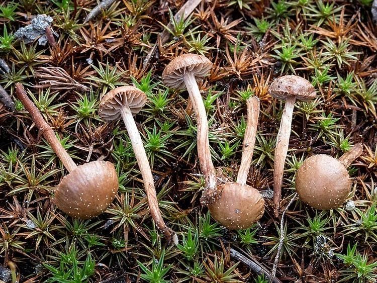 Deconica montana California Fungi Deconica montana