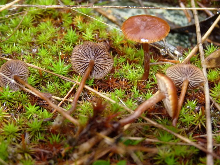 Deconica montana Deconica montana Mushroom Hunting and Identification Shroomery