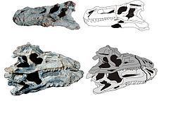Decuriasuchus Decuriasuchus Wikipedia