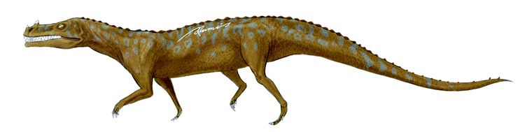 Decuriasuchus FileDecuriasuchusjpg Wikimedia Commons