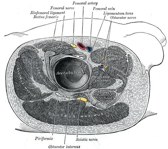 Deep artery of the thigh - Alchetron, the free social encyclopedia