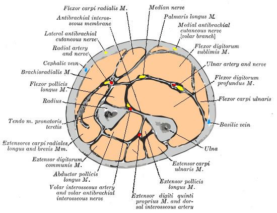 Deep branch of radial nerve