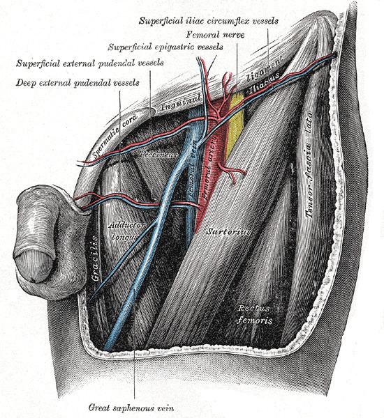 Deep external pudendal artery