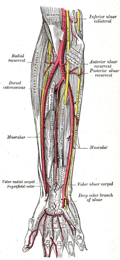 Deep palmar branch of ulnar artery