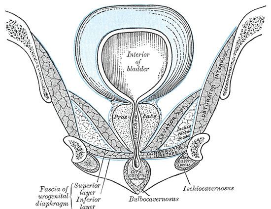 Deep perineal pouch