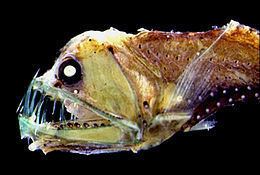 Deep sea fish - Alchetron, The Free Social Encyclopedia